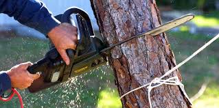 Best Tree Disease Treatment  in Belfair, WA