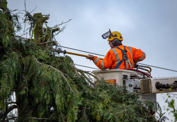 Best Firewood Processing and Delivery  in Belfair, WA