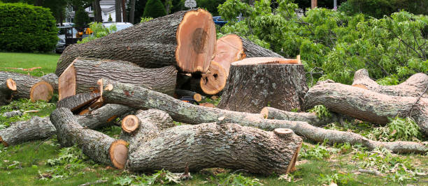 How Our Tree Care Process Works  in  Belfair, WA