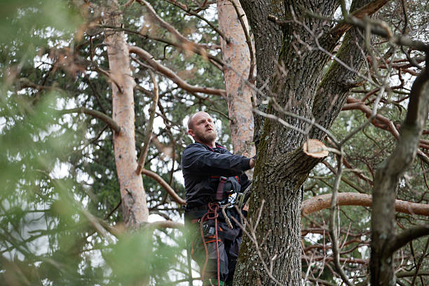 Best Tree Mulching  in Belfair, WA