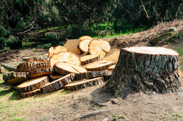 Best Leaf Removal  in Belfair, WA